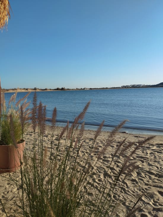 a sandy beach with plants and water