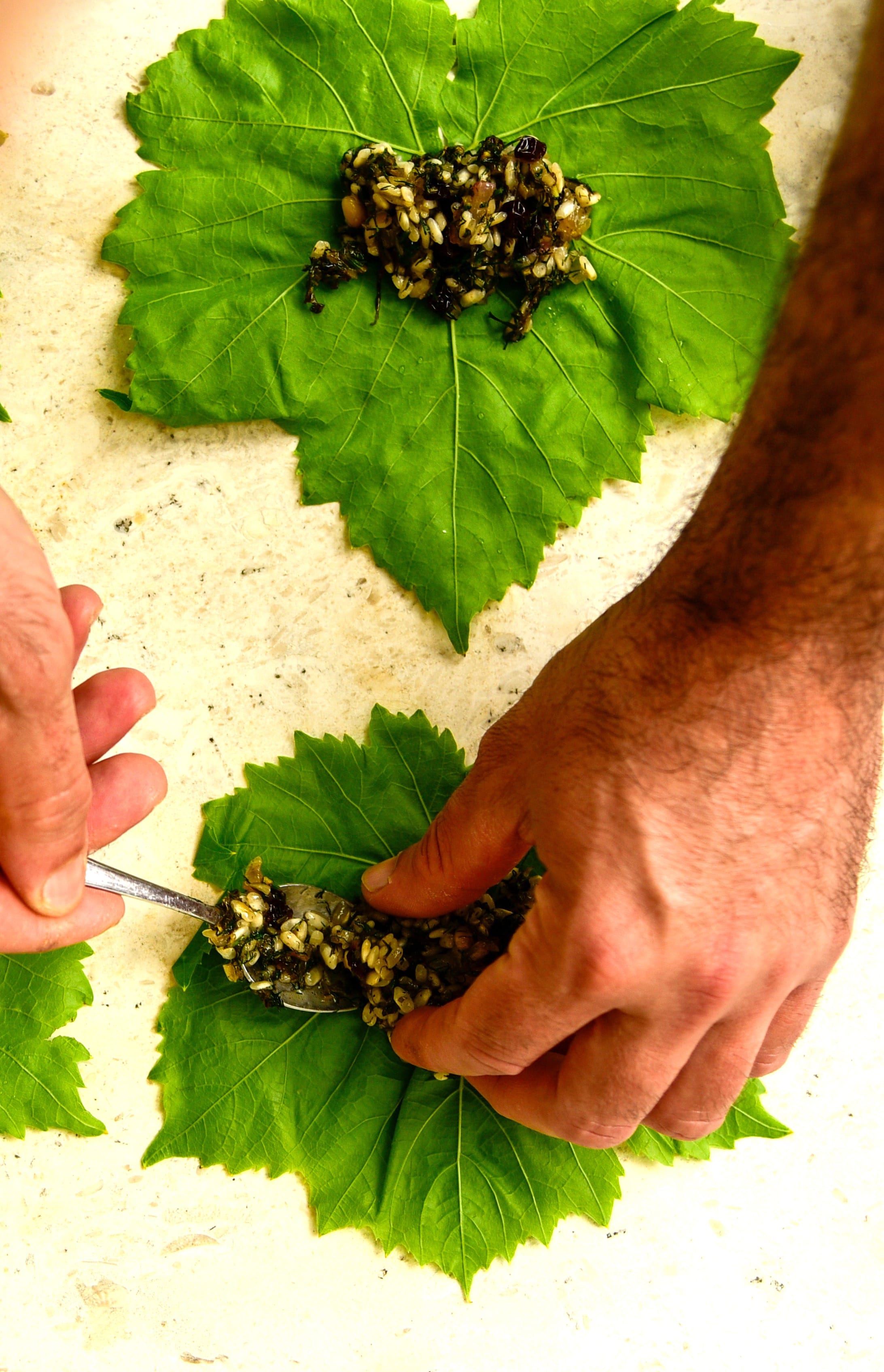 a hand holding a leaf with a plant growing out of it