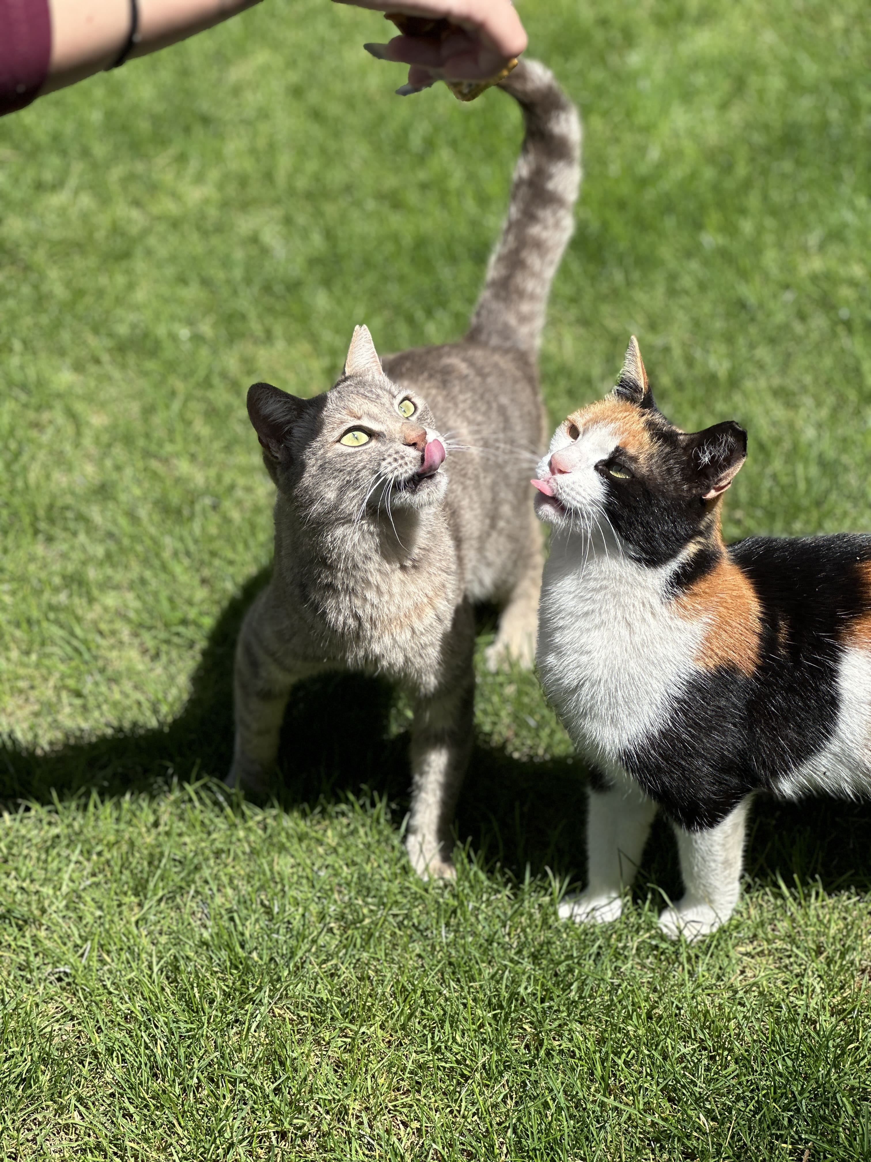 Cats at Atlantica Oasis Hotel