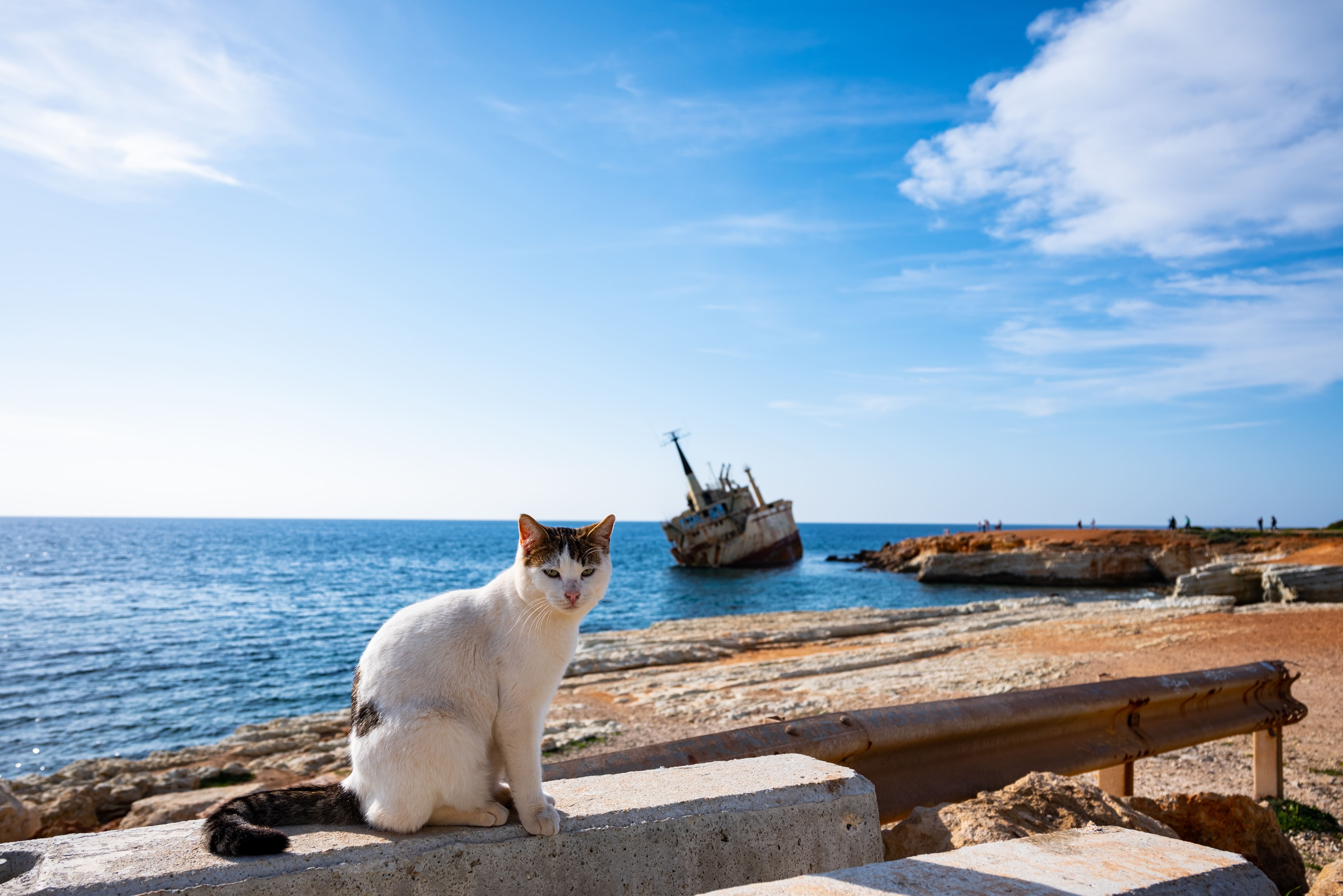 Cats in Cyprus