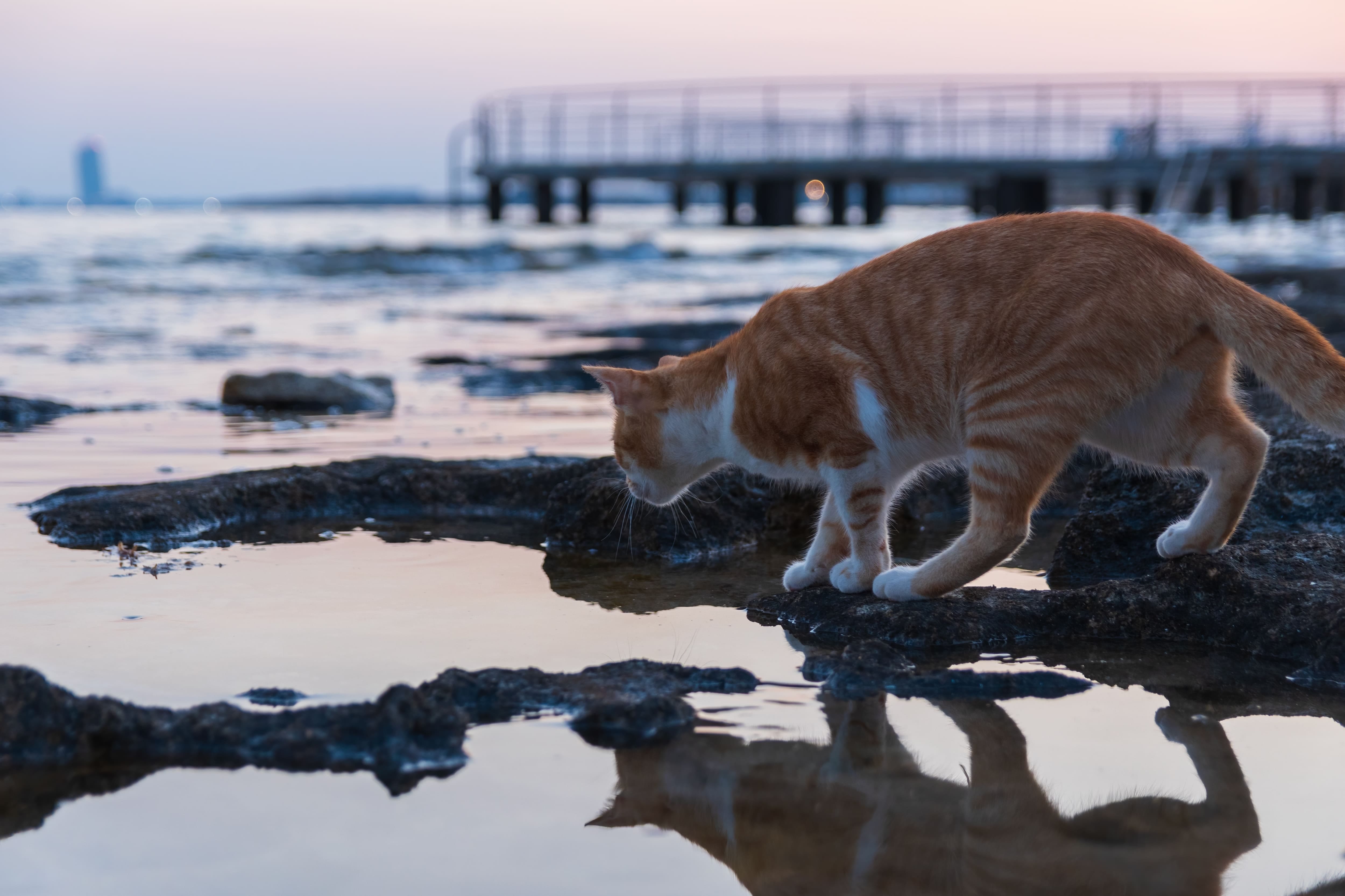 Cats in Cyprus