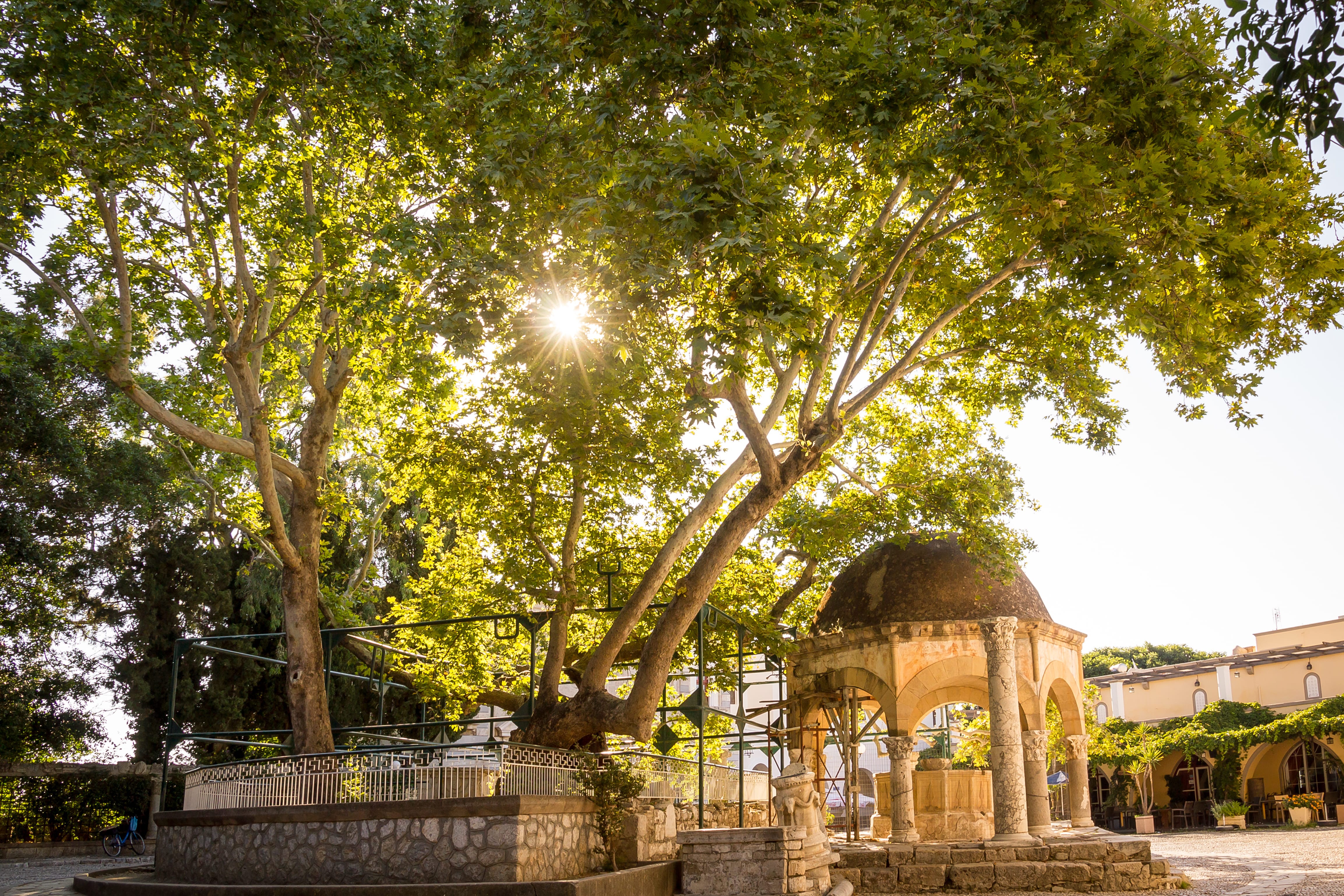 Tree of Hippocrates in Kos