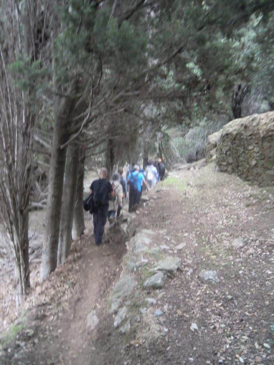a group of people walking on a path in the woods