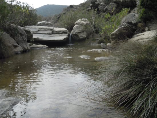 a river with rocks and plants
