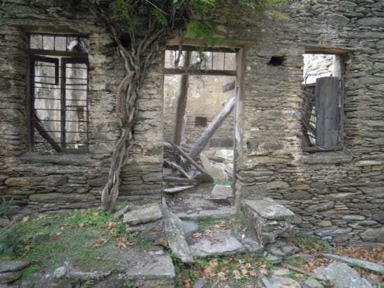 a tree growing out of a building