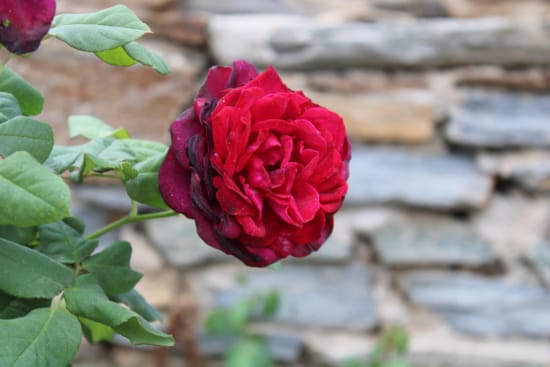 a close up of a rose