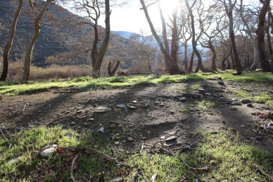 a small creek in a forest