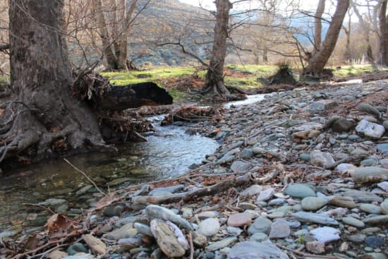 a stream with rocks and trees