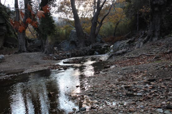 a stream with rocks and trees