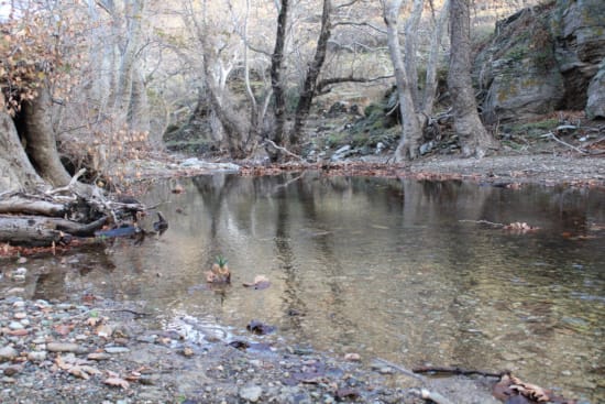 a small pond with trees around it