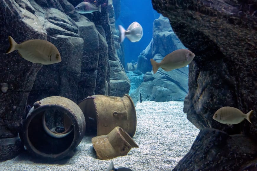 a group of fish in a tank