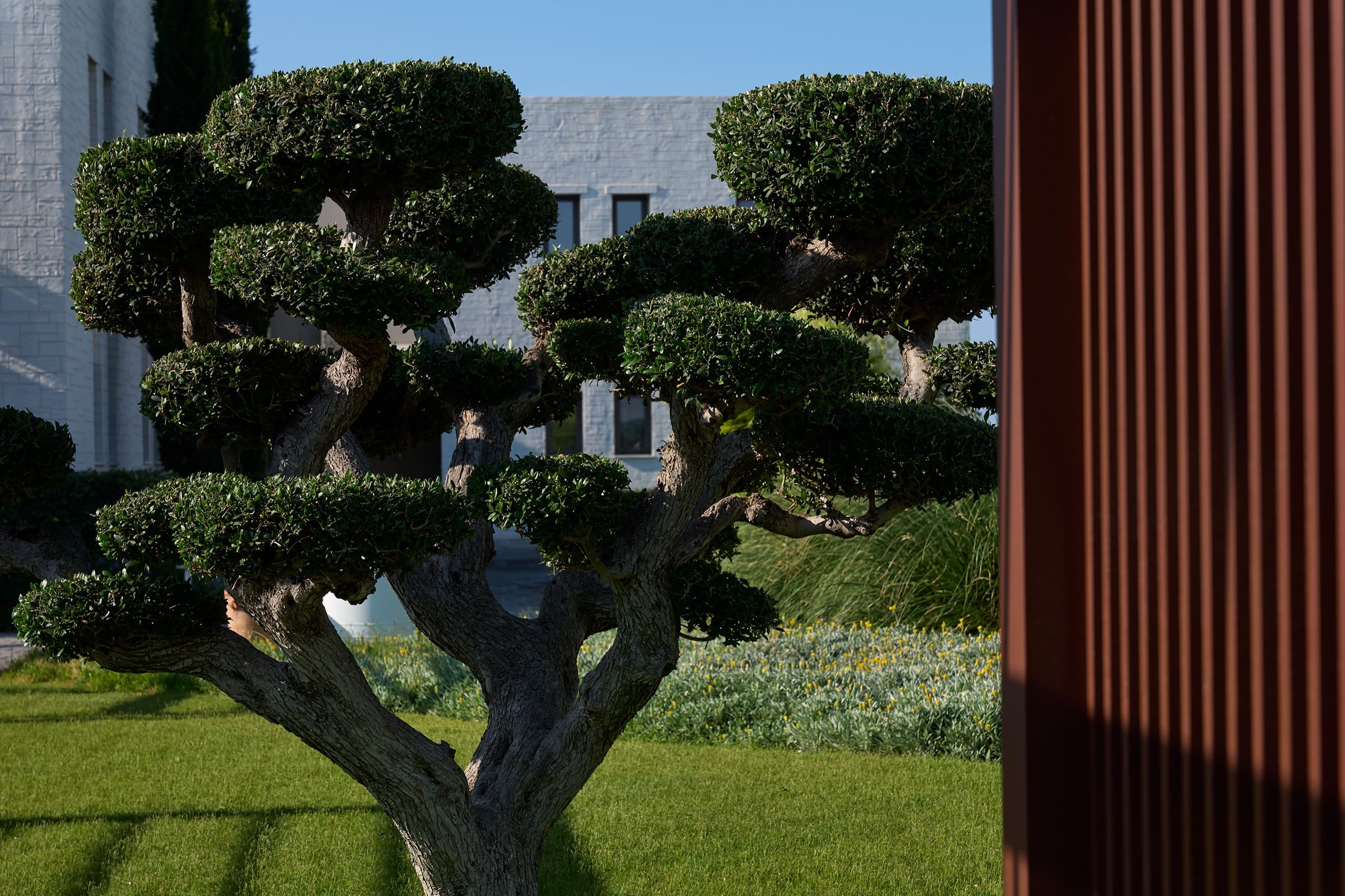 a tree in a yard