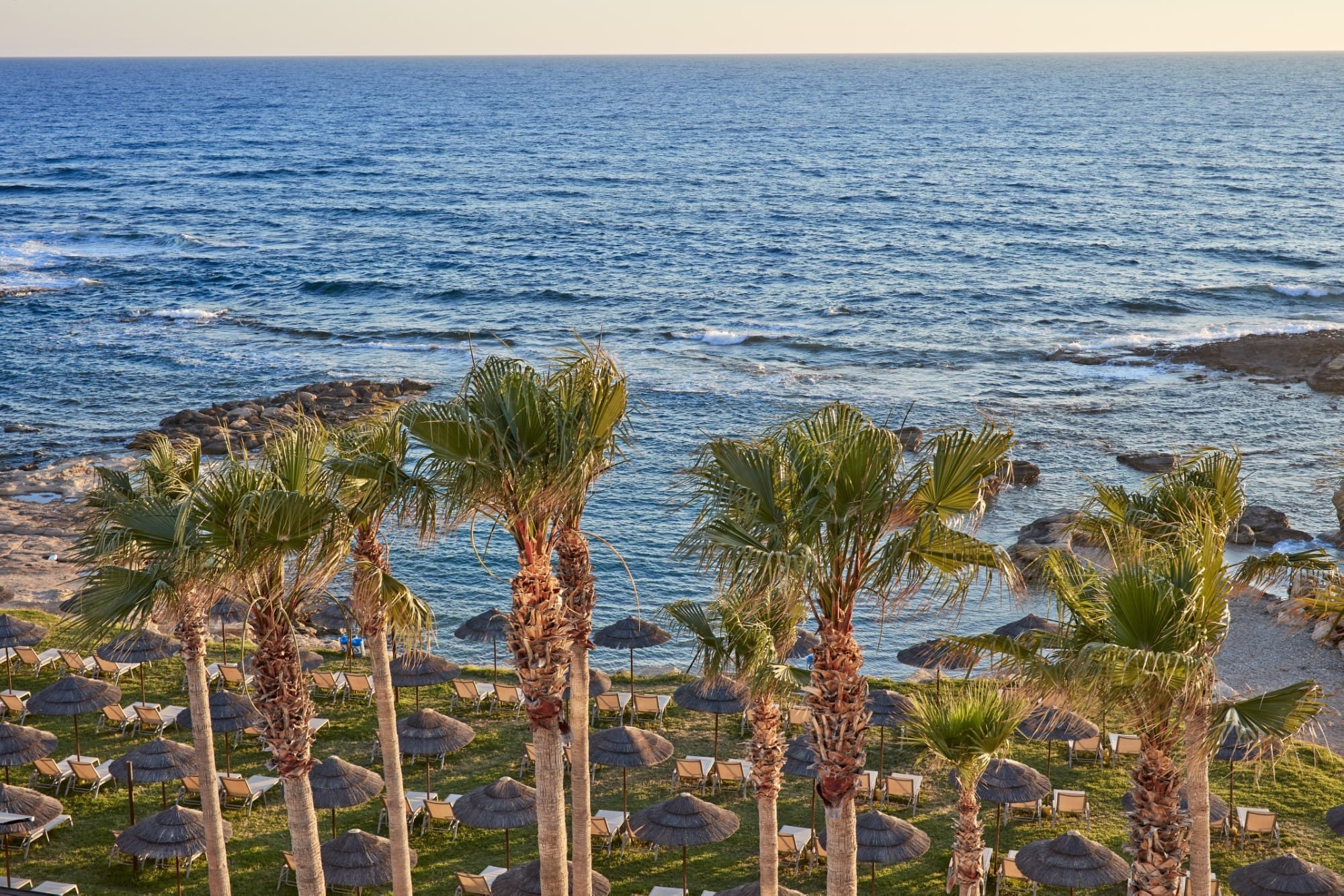 a beach with palm trees
