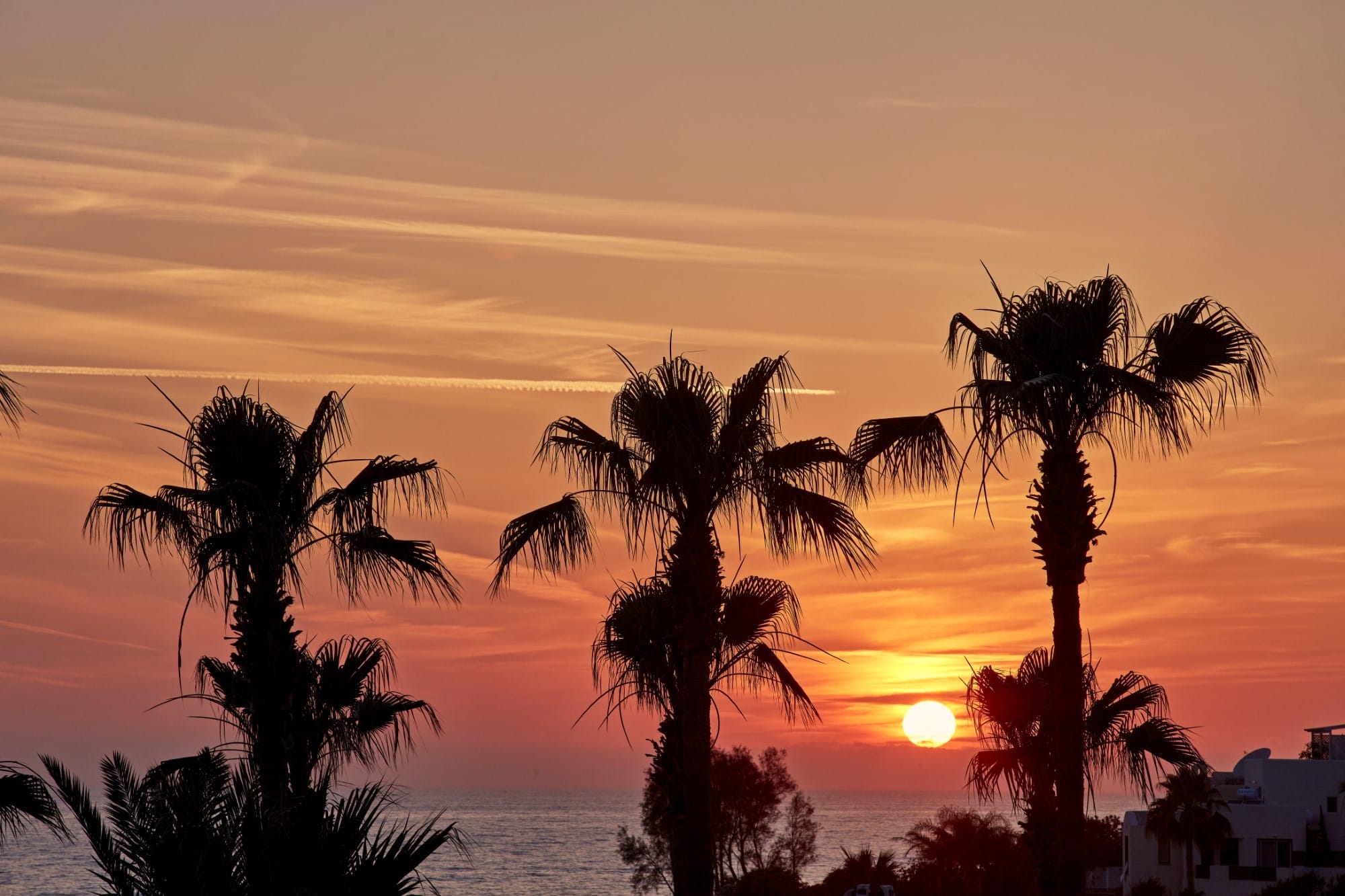 a sunset behind palm trees