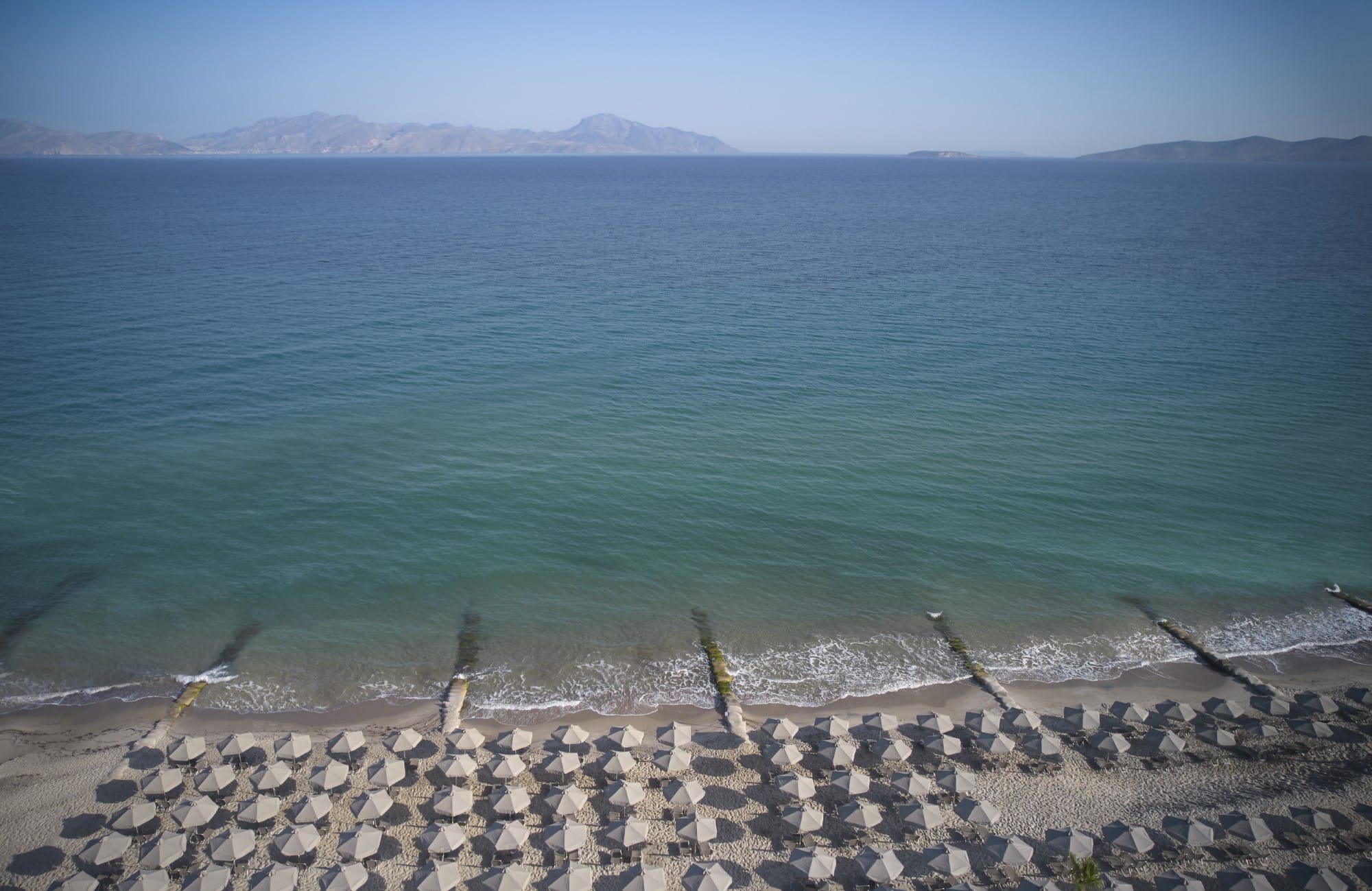 a large group of birds on a beach