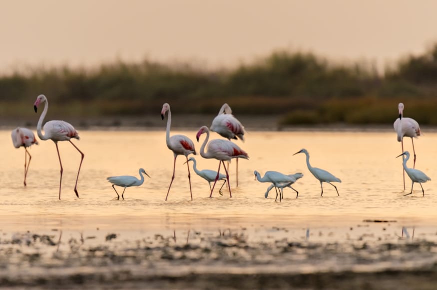 a group of birds walking on the beach