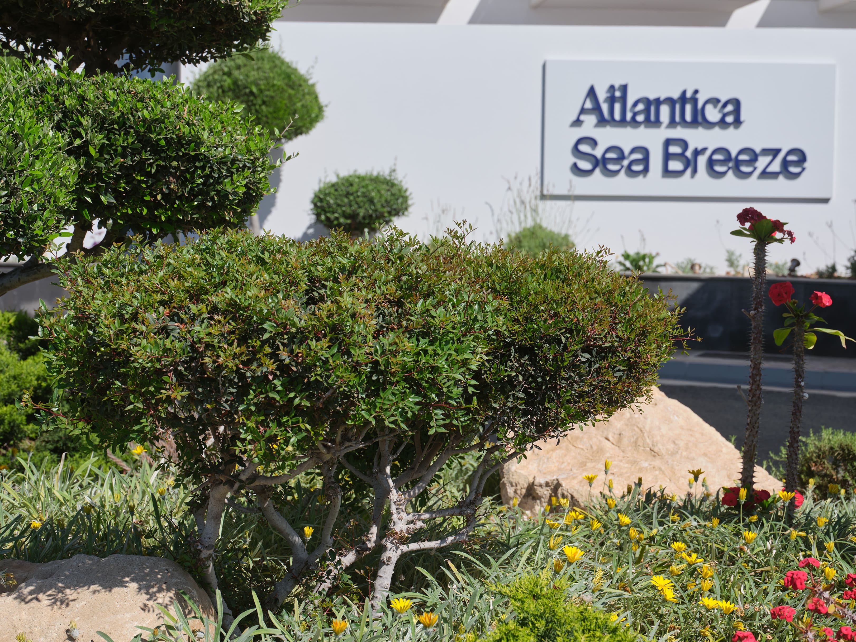 a bush in front of a sign