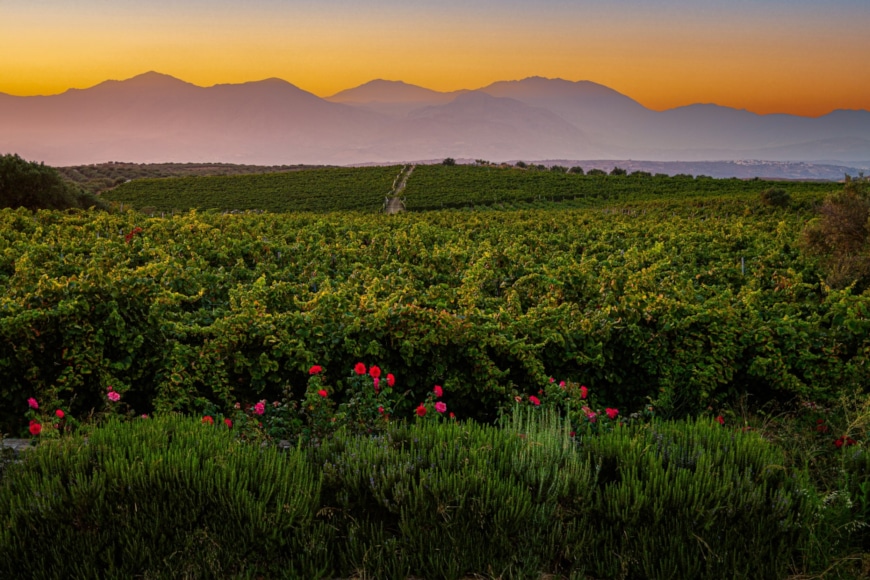 a field of plants with a mountain in the background