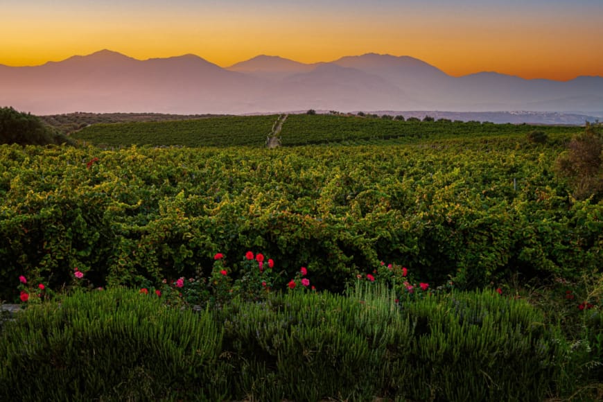 a field of plants with a mountain in the background