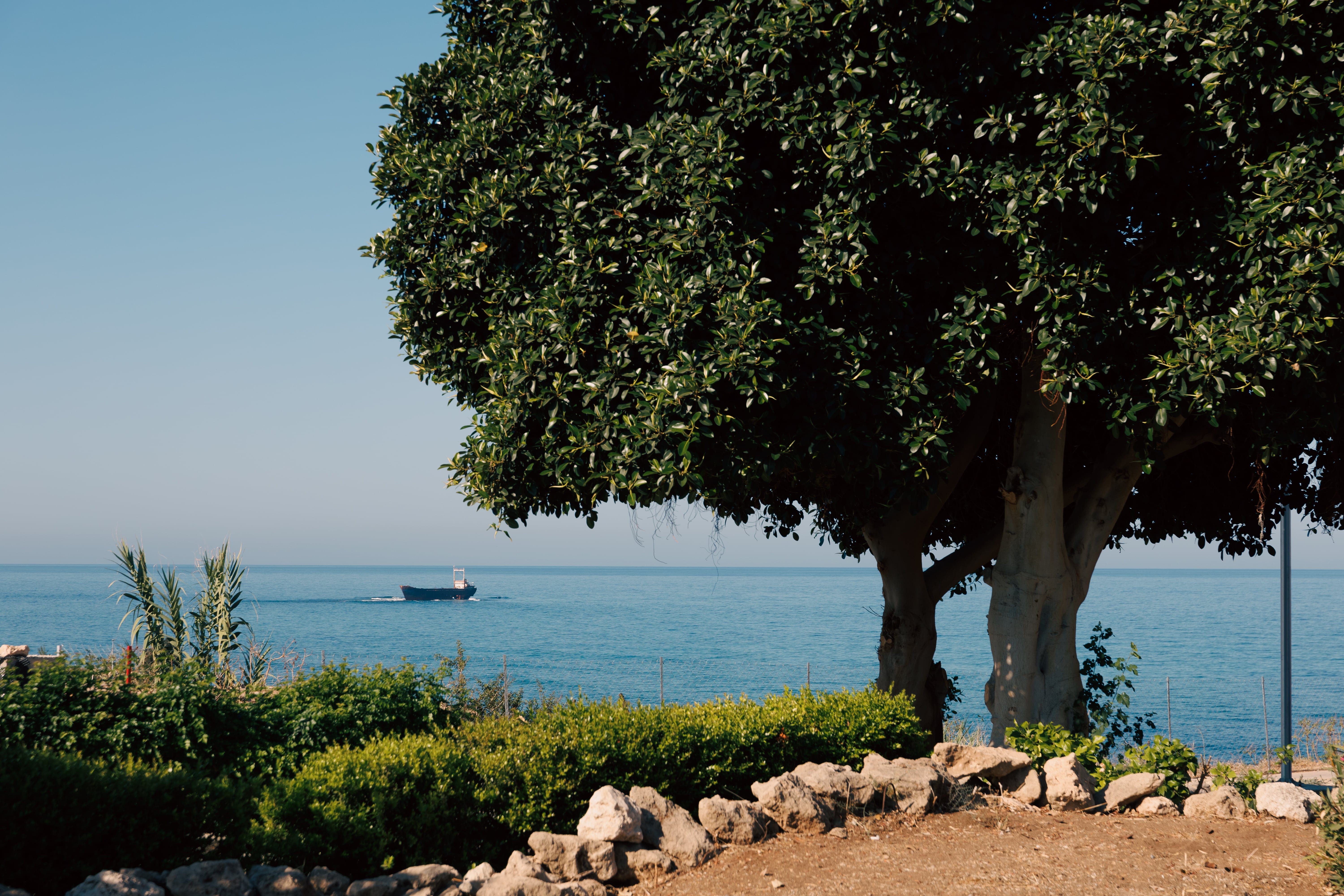 a tree next to a body of water