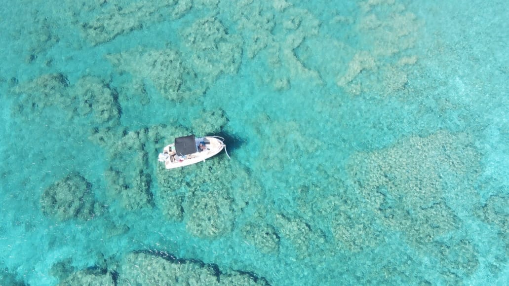 a small animal swimming in water