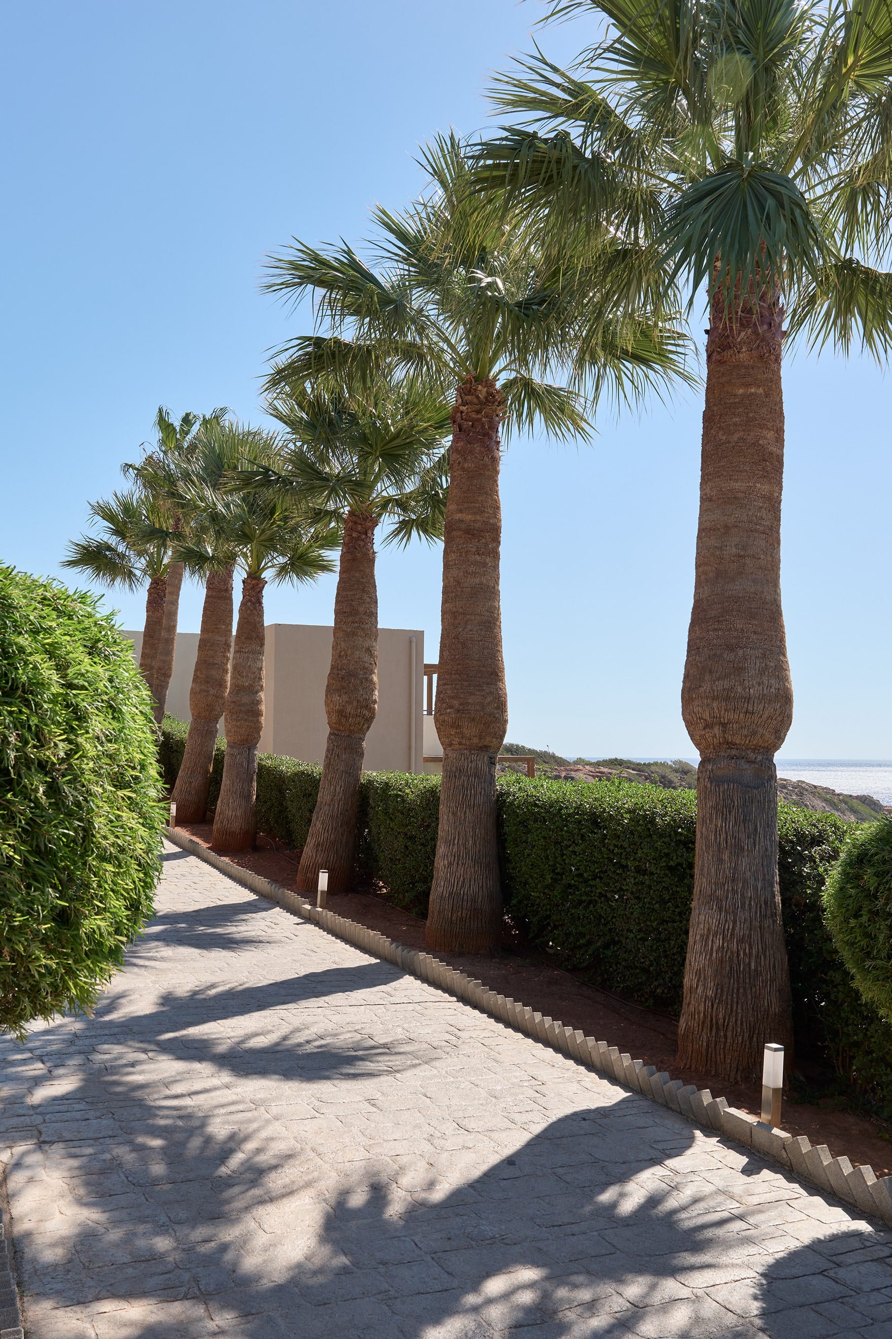 a group of palm trees