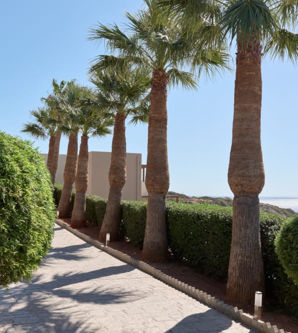 a group of palm trees