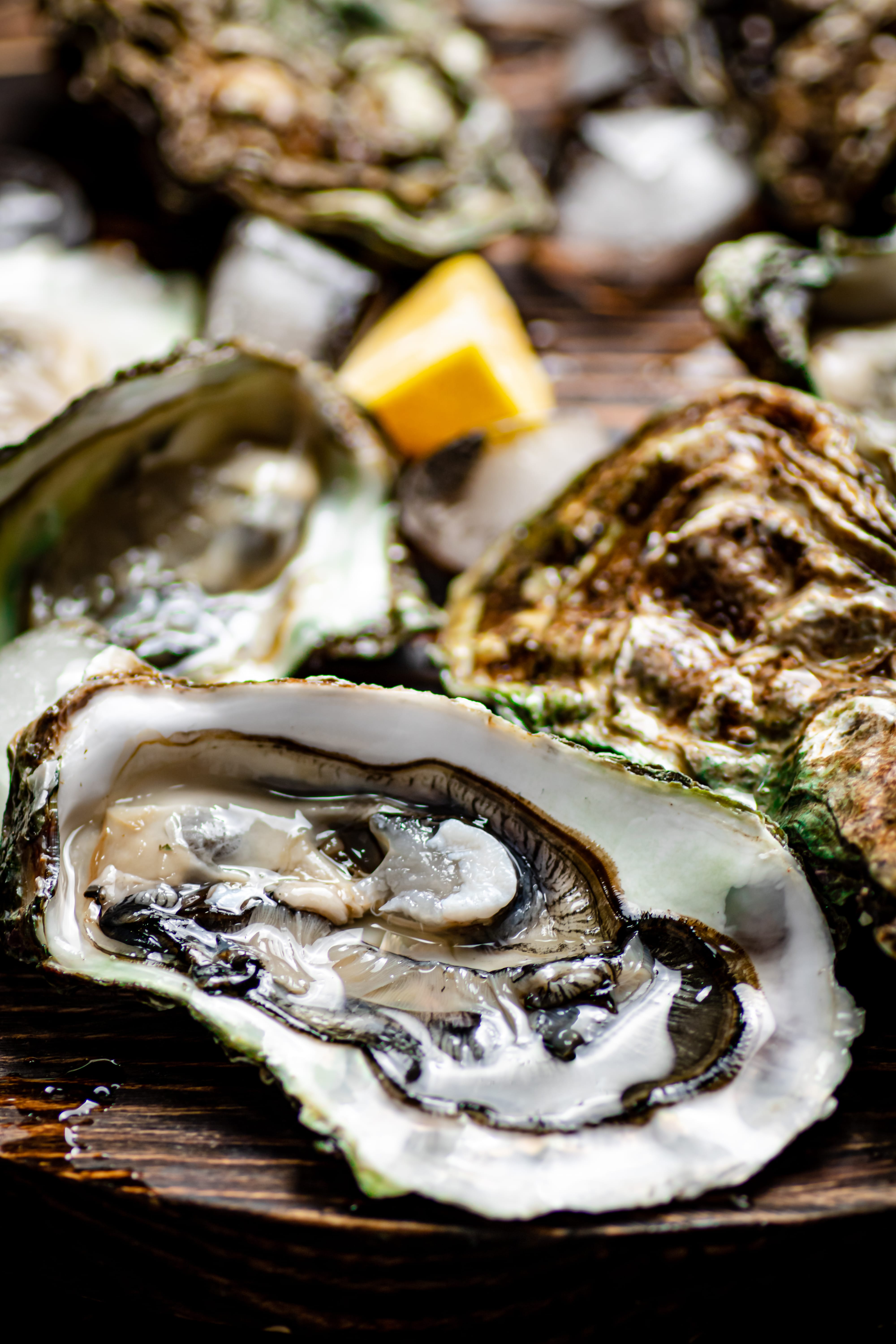 a plate of oysters