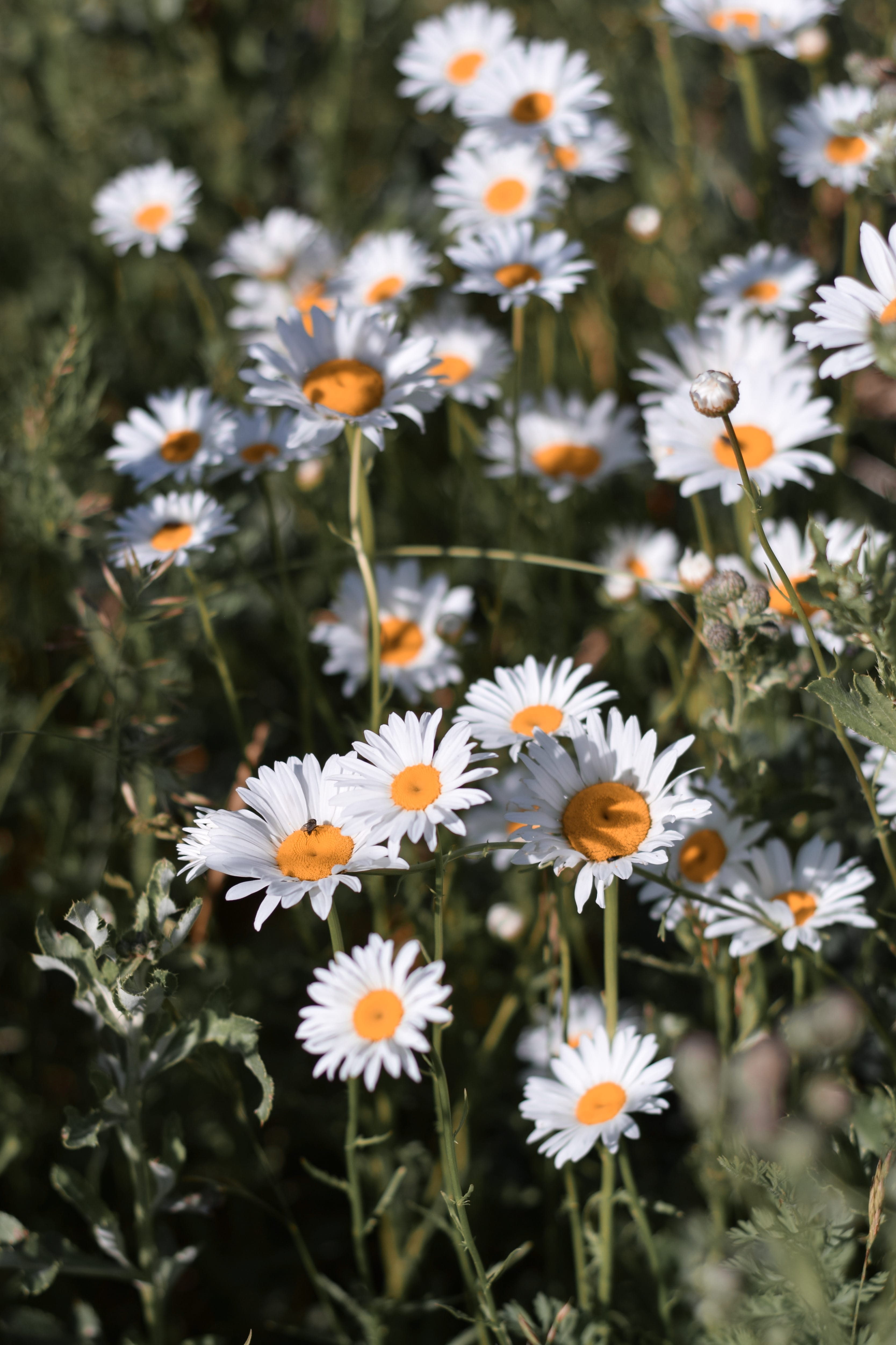 a group of white and yellow flowers