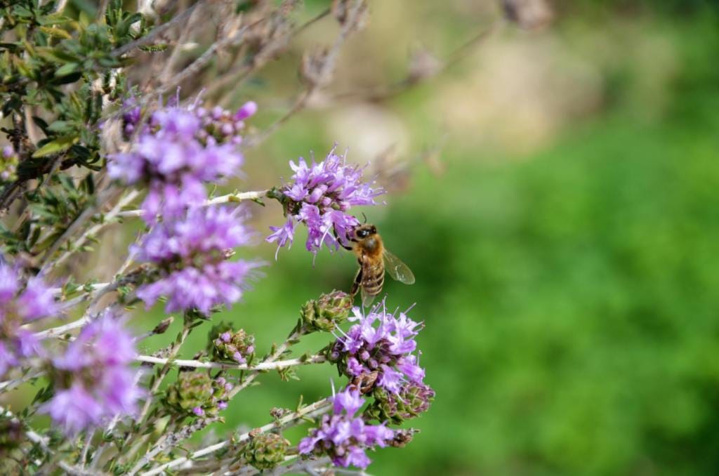 Wild Thyme - Amazing Villas in Crete