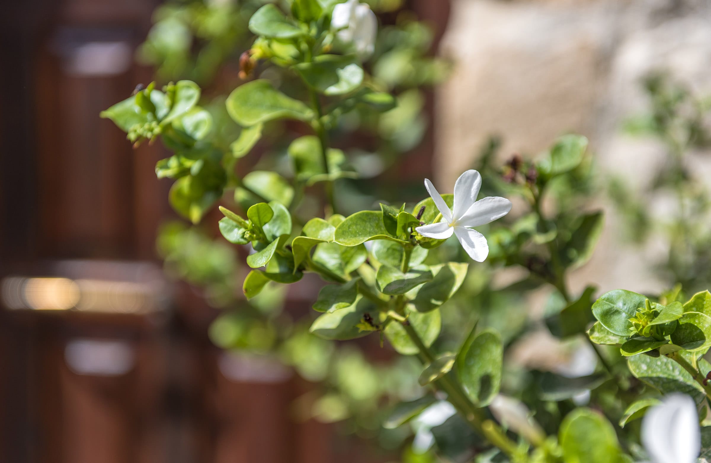a white flower on a plant