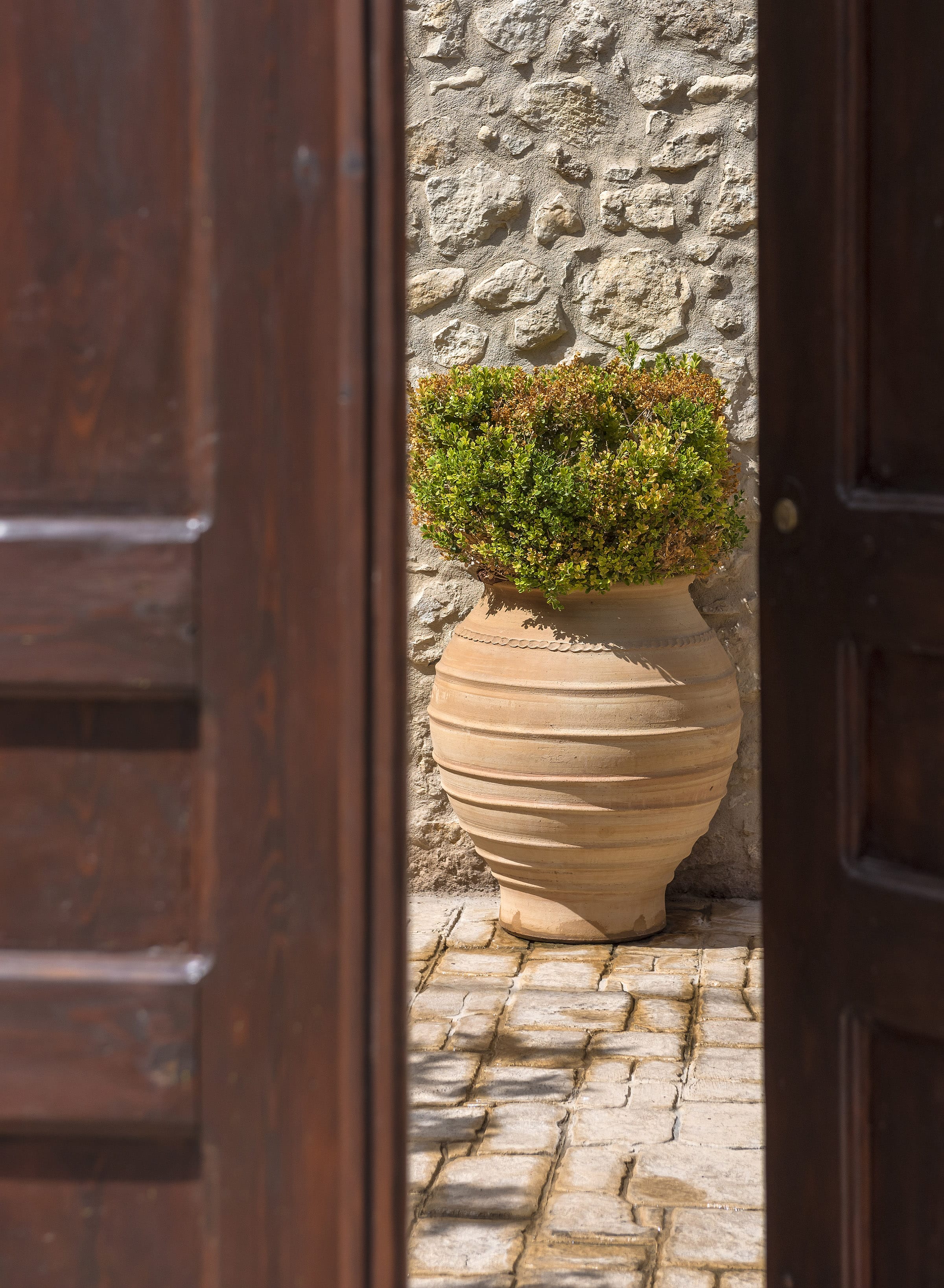 a potted plant in a doorway