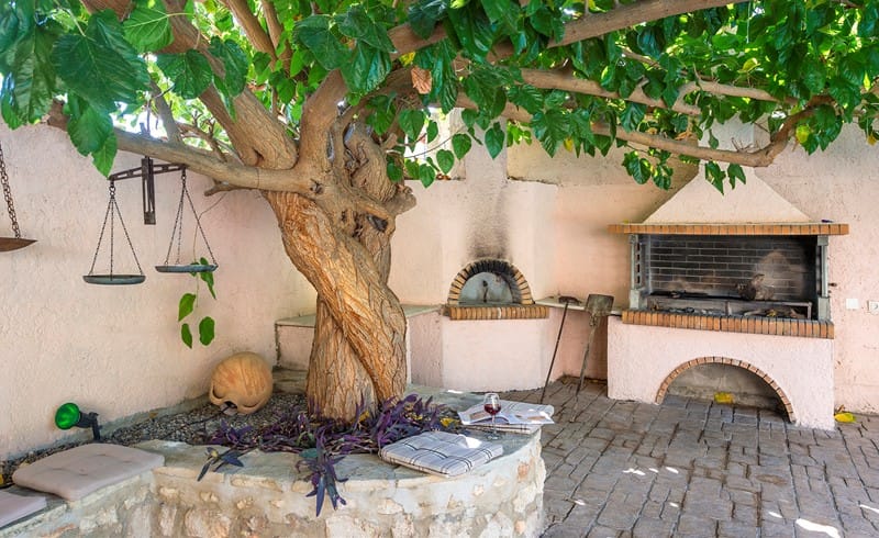 a tree with a large trunk