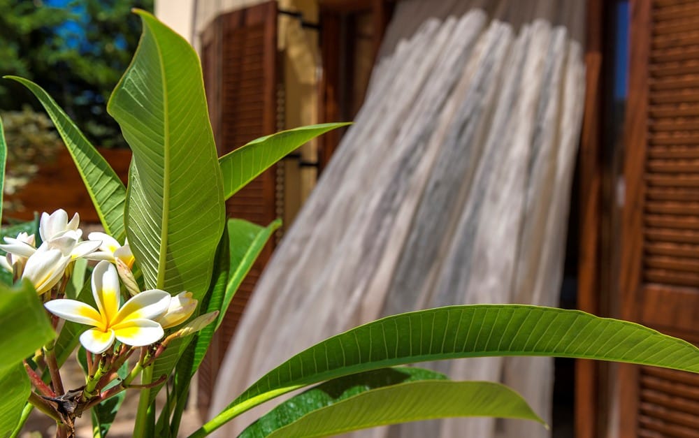a plant with white flowers