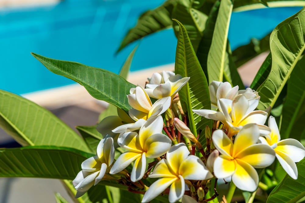 a group of white flowers