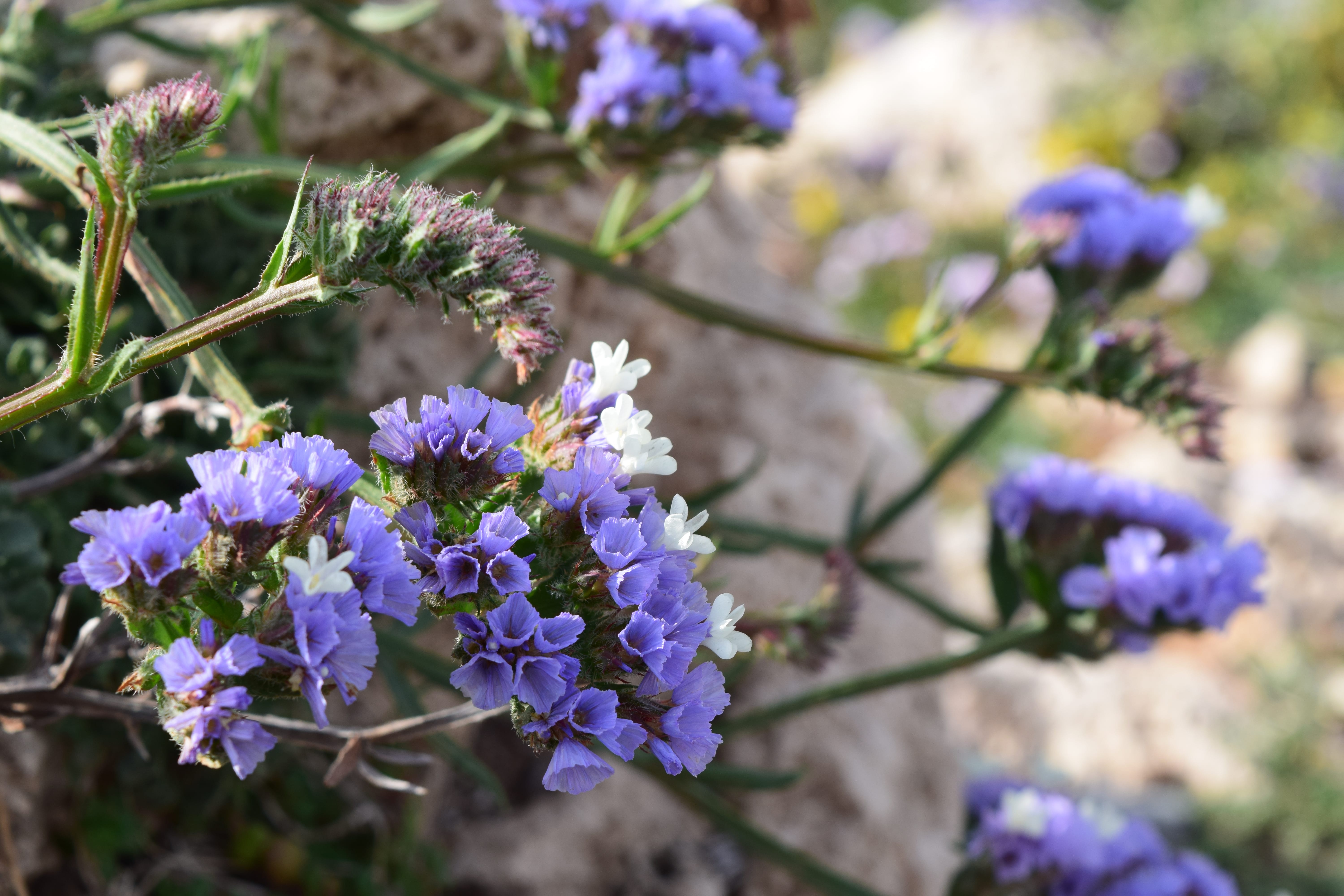 a close up of purple flowers
