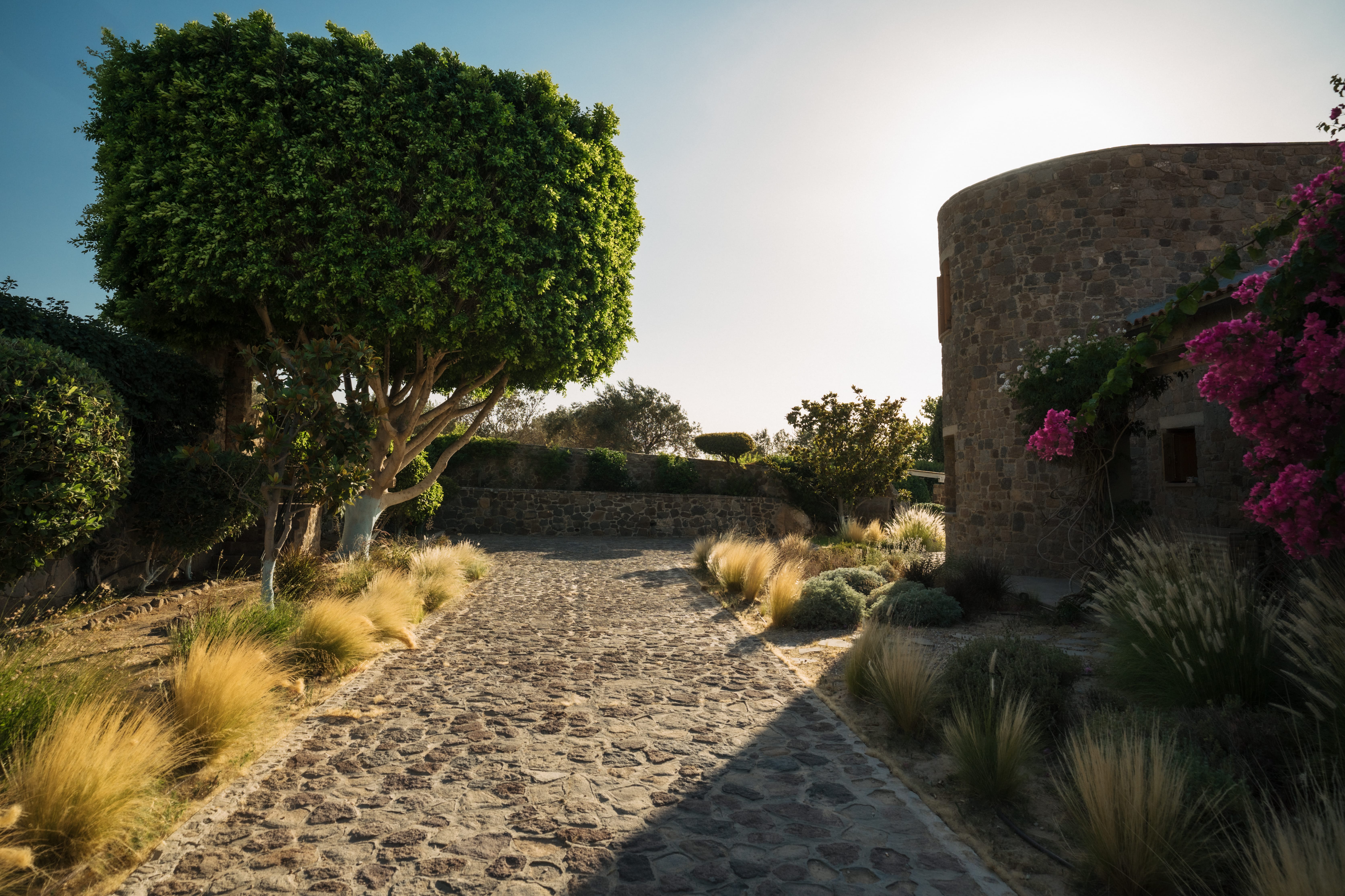 a stone path with plants and trees