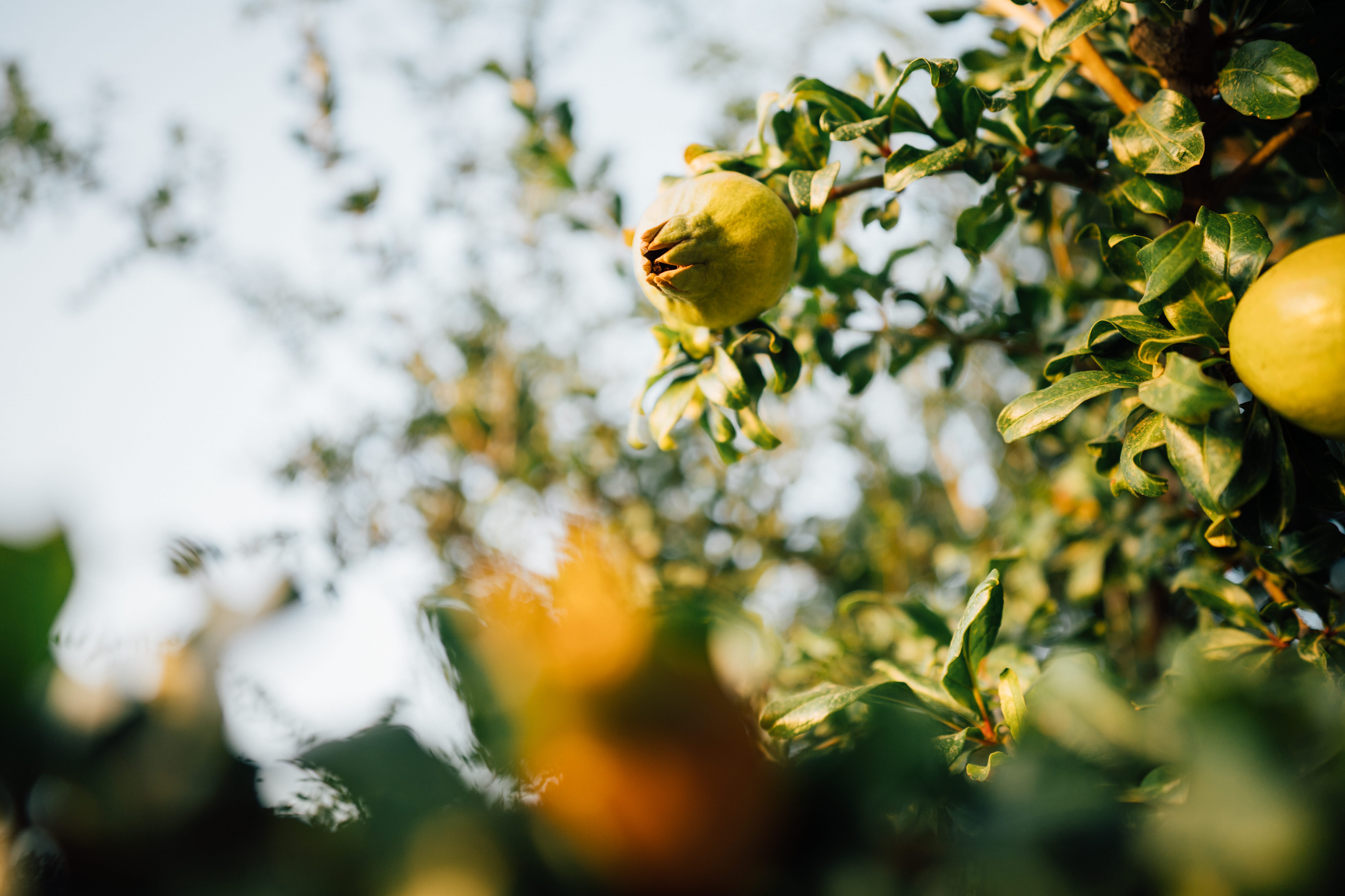 a close up of some fruit