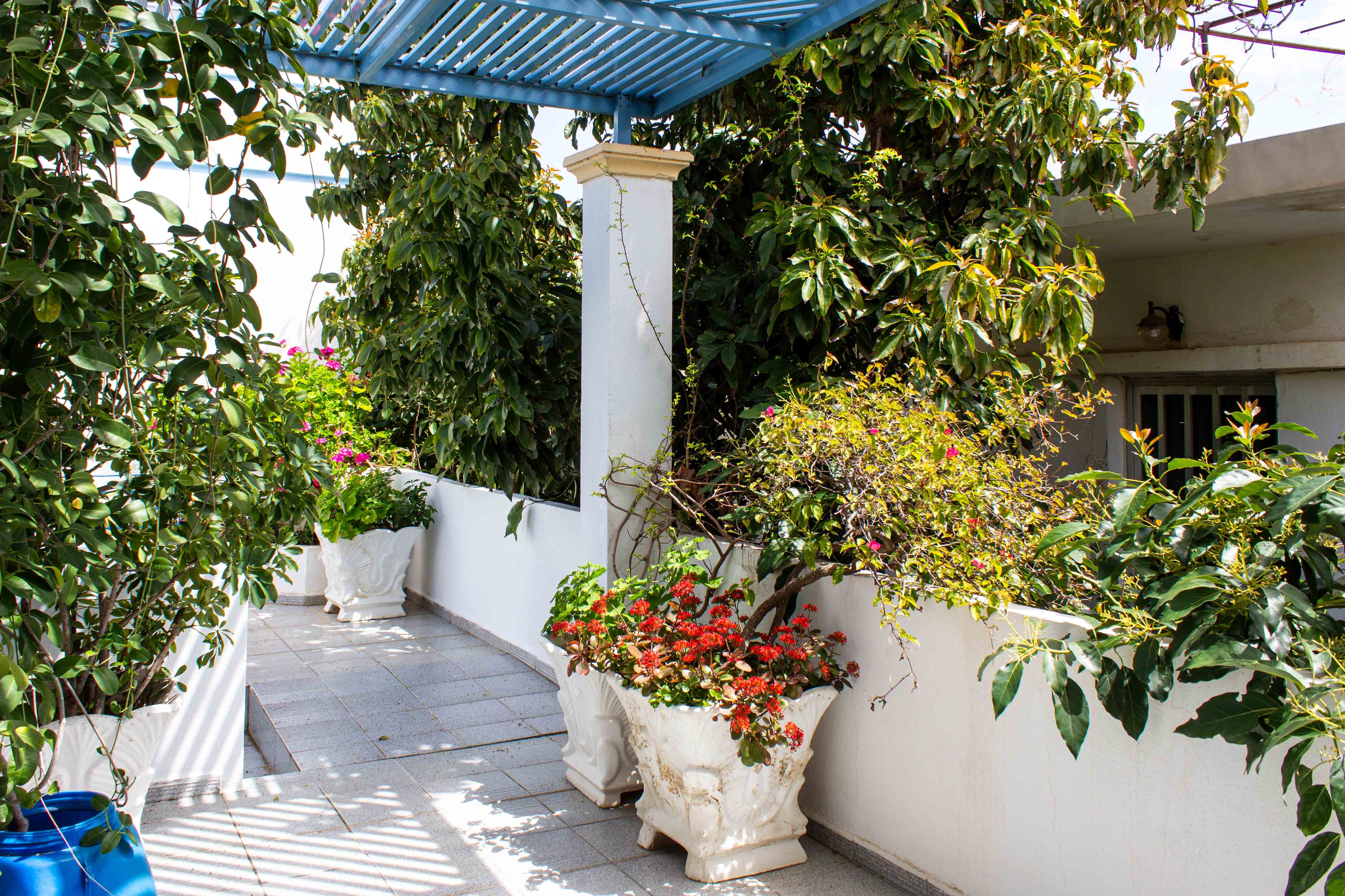 a group of potted plants outside