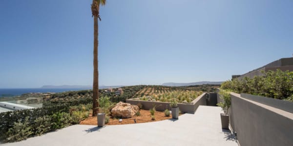 a palm tree on a hill