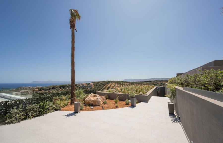 a palm tree on a hill