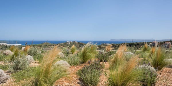 a desert landscape with bushes and a body of water in the background