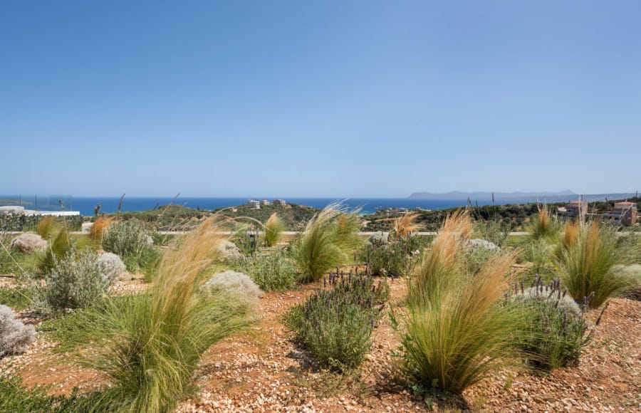a desert landscape with bushes and a body of water in the background