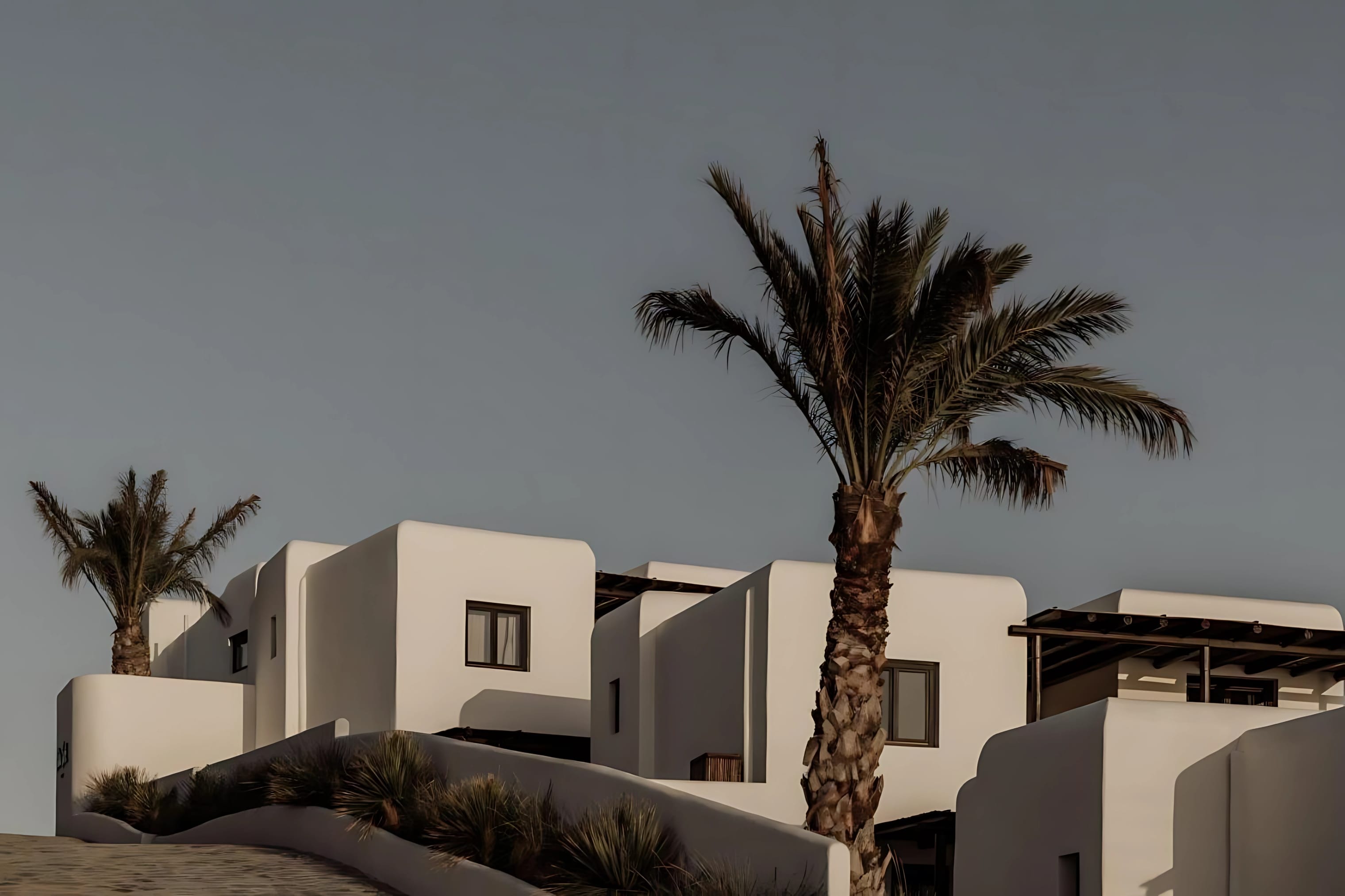 a palm tree in front of a group of buildings