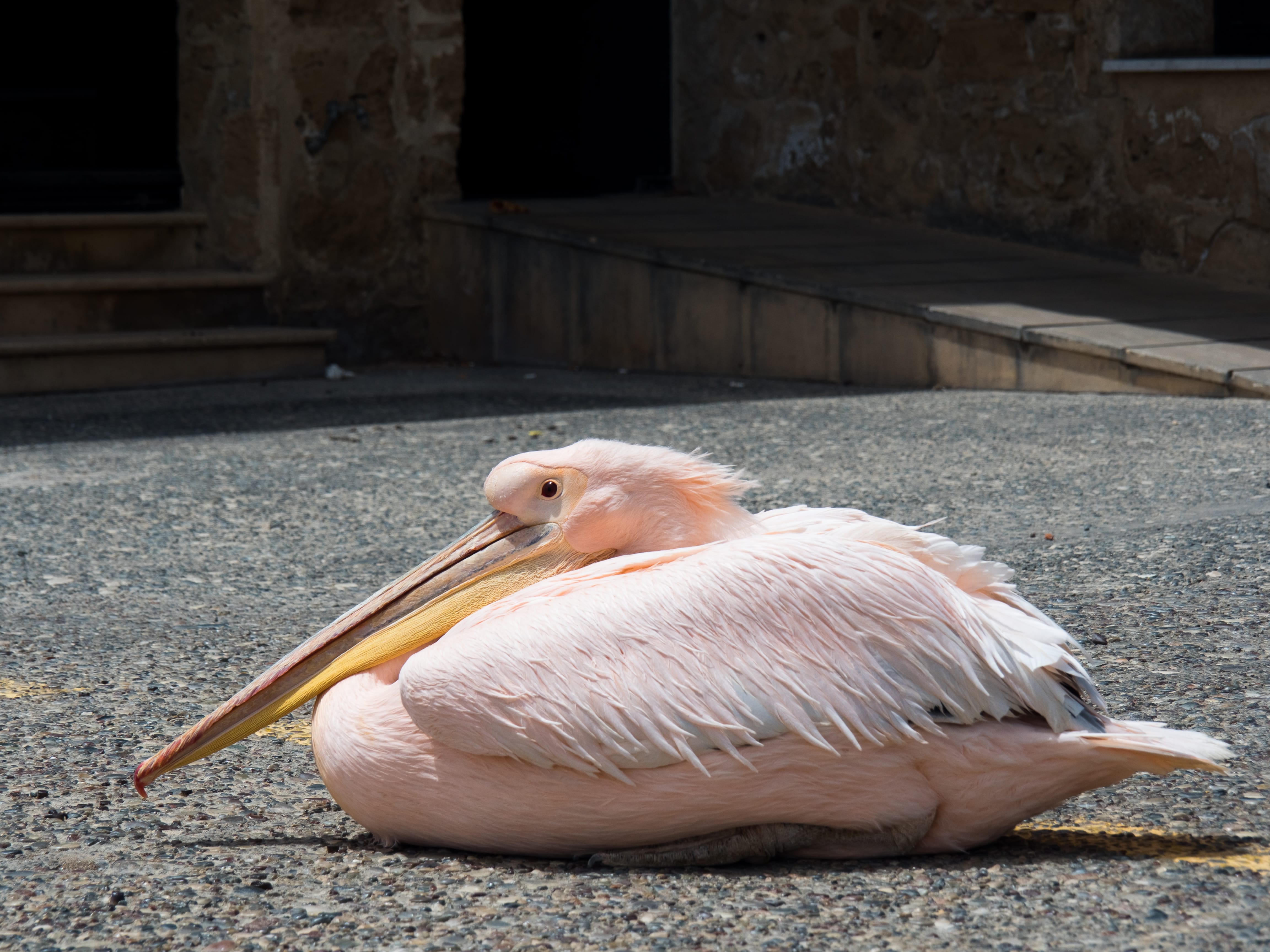 a couple of birds sitting on the ground