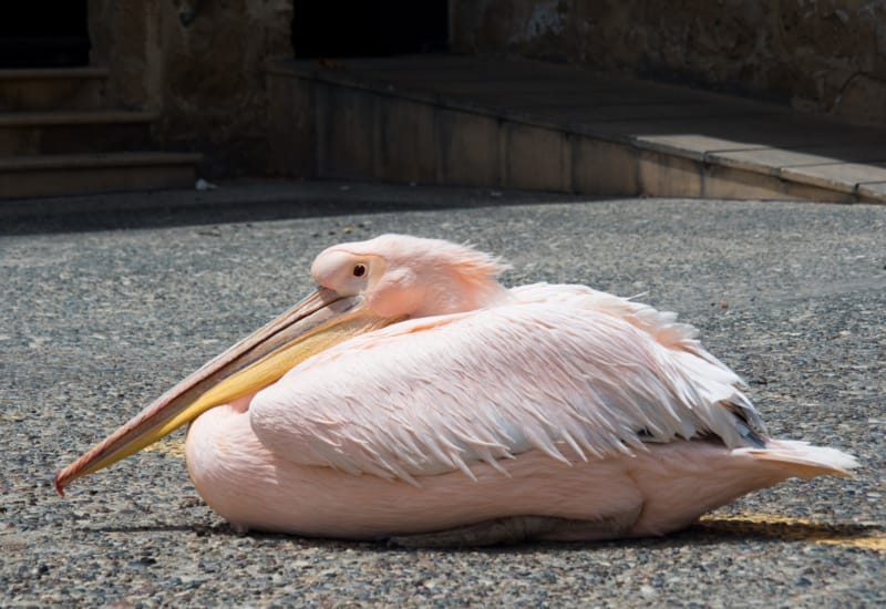 a couple of birds sitting on the ground