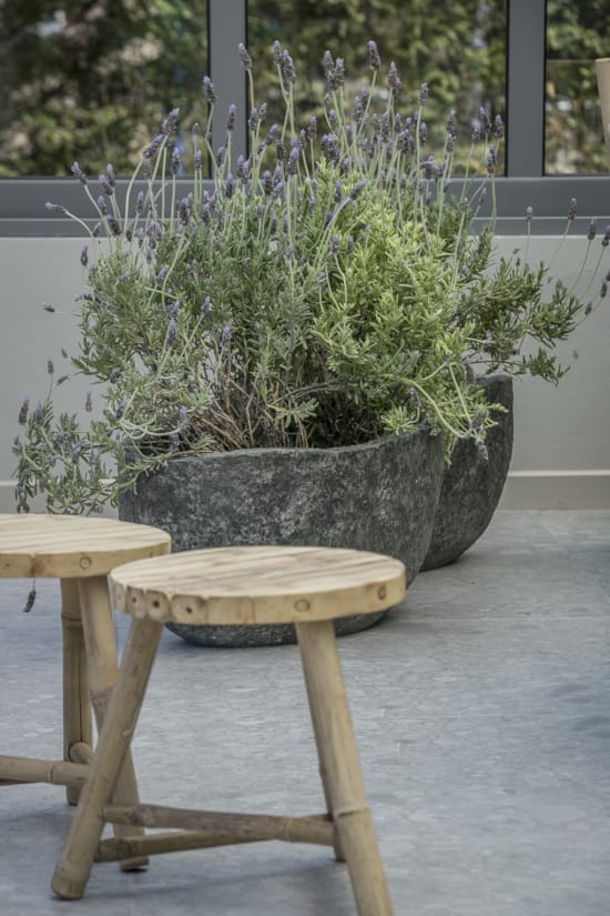 a potted plant on a table