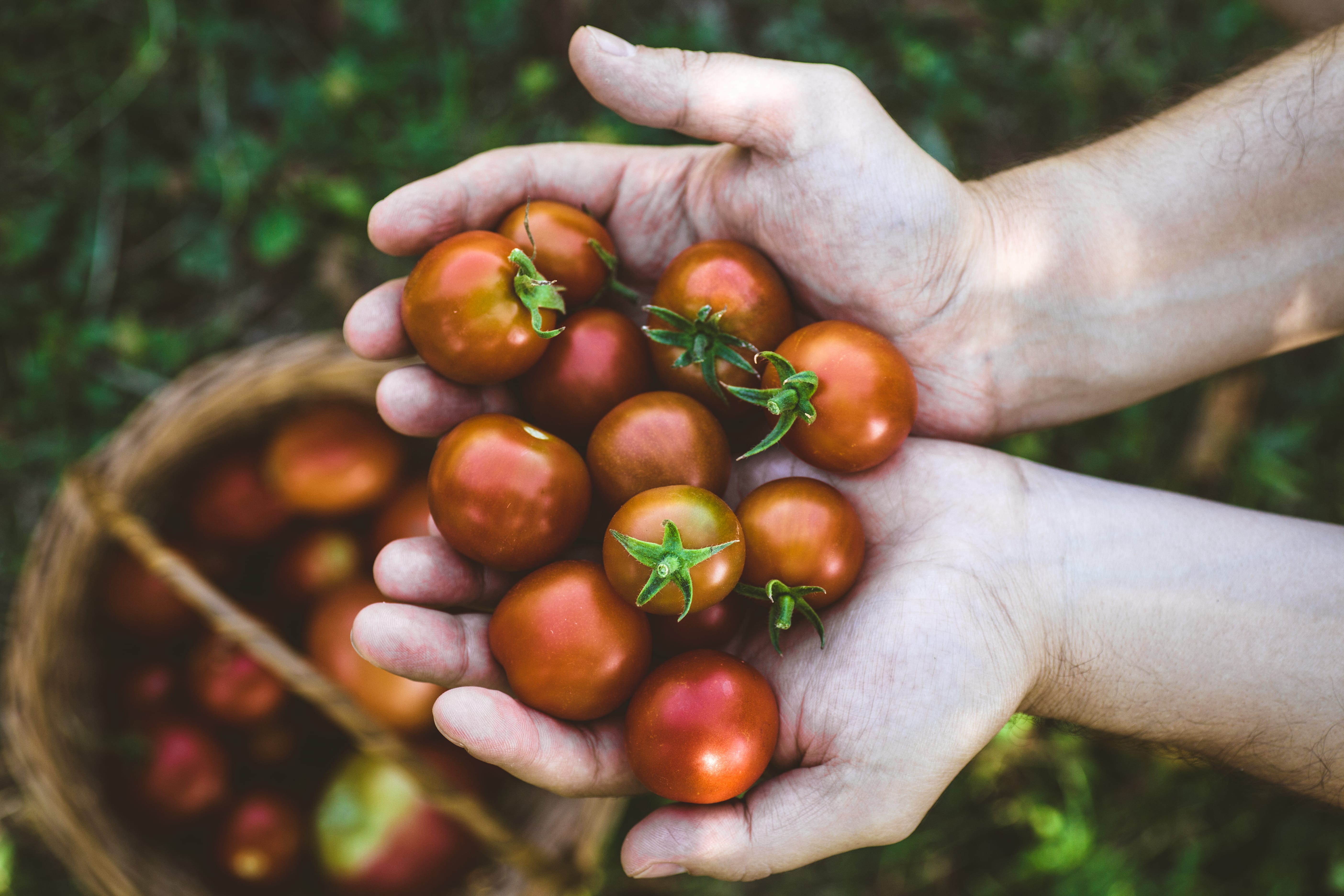 a hand holding a basket of tomatoes