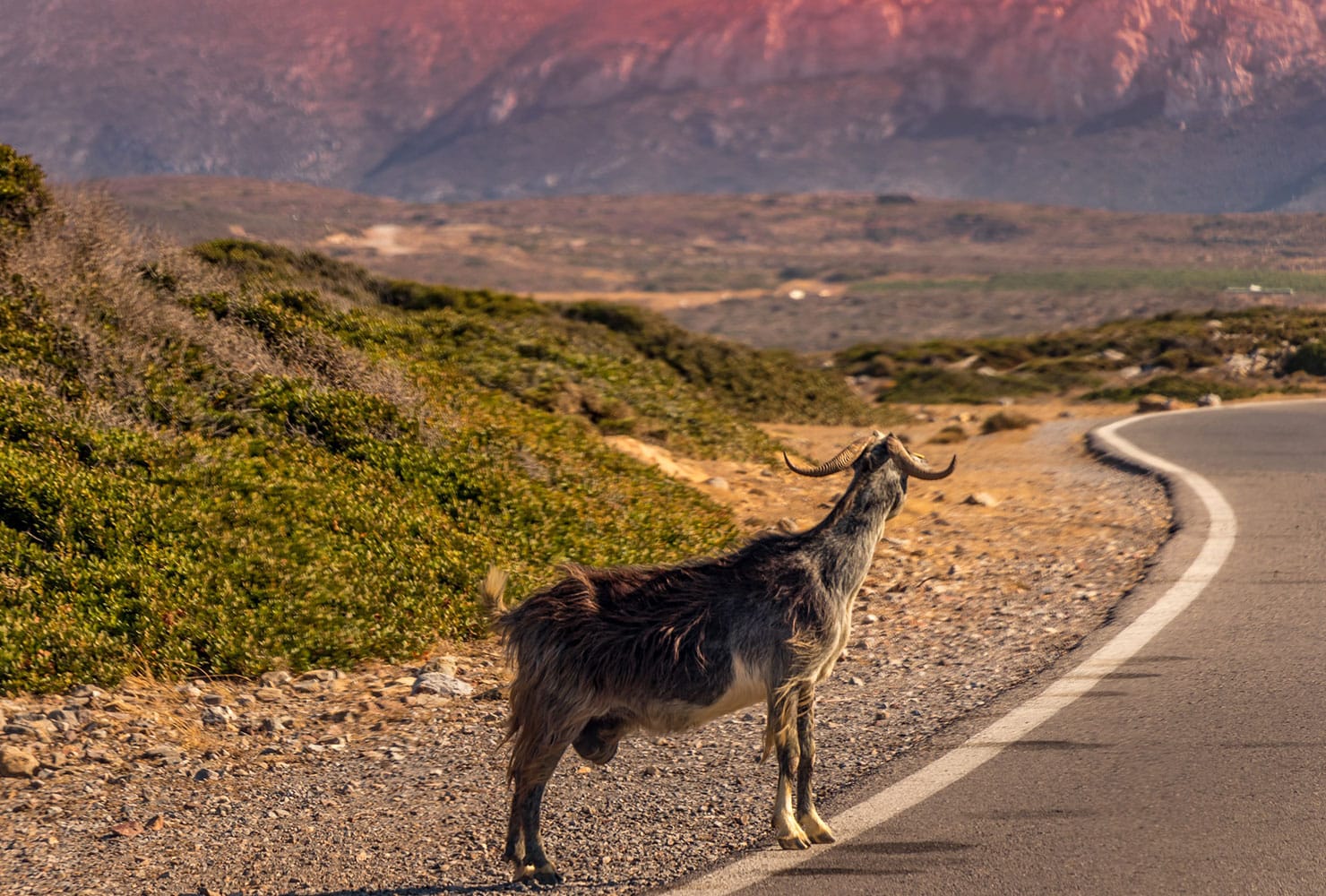 a deer walking on a road