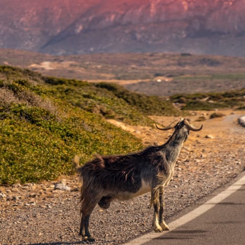 a deer walking on a road